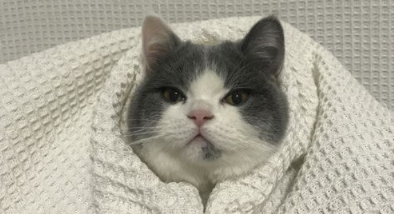 猫咪牙周炎会掉牙吗 猫咪牙周炎会掉牙吗