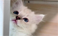 猫咪口腔起泡食欲下降怎么办