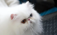 猫咪掉毛严重伴红疹咋办?