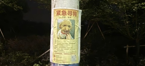 安徽一女子高速遇事故爱犬走失，25天后跨市寻回抱狗痛哭