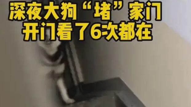 楼道散养大型犬阿拉斯加犬,出门像演谍战片,邻居:有家不敢回 楼道散养大型犬阿拉斯加犬,出门像演谍战片,邻居:有家不敢回