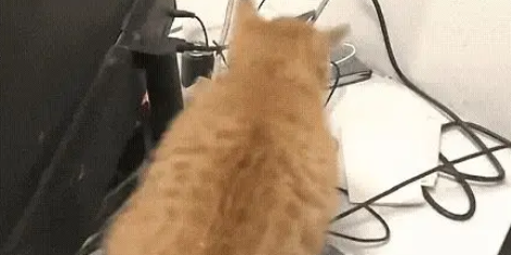 被流浪猫挡住去路,索性回家拿零食,却意外躲过一场事故 被流浪猫挡住去路,索性回家拿零食,却意外躲过一场事故