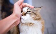 猫咪身上蜱虫如何清除