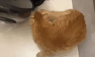 公司裁员没钱赔偿，老板大手一挥送橘猫，同事变铲屎官？