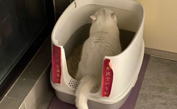猫咪频繁蹲猫砂盆尿很少，是得了什么病？