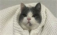 猫咪牙周炎会掉牙吗