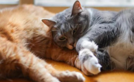 猫咪频繁闭眼蓄力伸懒腰,是全身气血循环不畅吗?