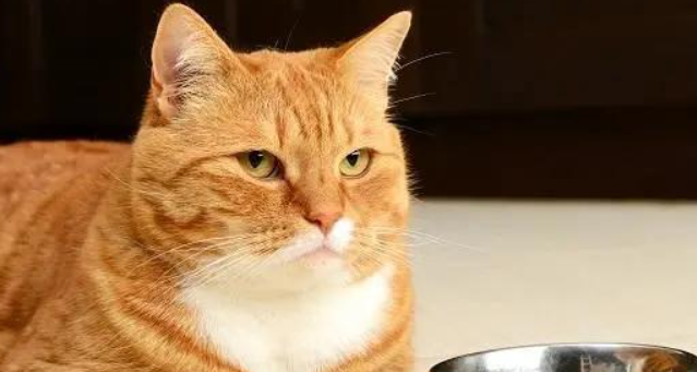 猫咪频繁吞咽口水,会是食道动力障碍造成的吗? 猫咪频繁吞咽口水,会是食道动力障碍造成的吗?