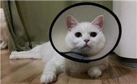 猫咪呕吐之后需要立刻禁食吗?