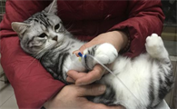 猫咪子宫蓄脓需要做手术吗
