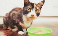 猫咪吐黄水带泡沫严重吗？