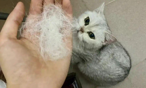 猫咪频繁吐毛球正常吗？需要干预吗？