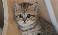 猫咪结膜炎眼红如何护理