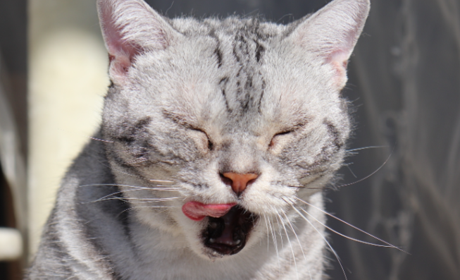 猫咪一直打喷嚏就是猫鼻支吗? 猫咪一直打喷嚏就是猫鼻支吗?