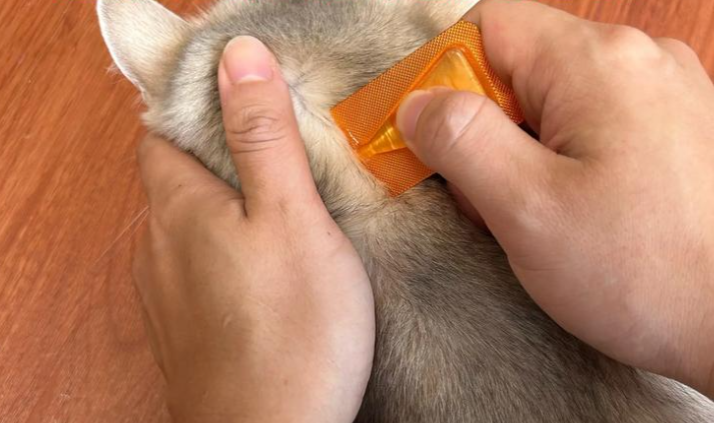 猫咪身上发现跳蚤,洗澡能清除干净吗? 猫咪身上发现跳蚤,洗澡能清除干净吗?