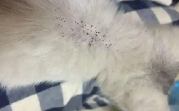 小猫身上有跳蚤怎么去除 小猫身上有跳蚤怎么去除