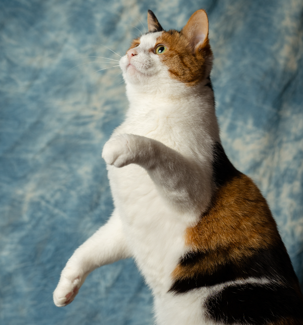 三花猫几乎都是母猫，这是都市传说，还是真实存在的现象呢?