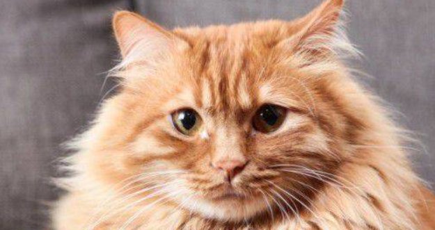 猫咪总反复上火?原来都是慢性内热症在作祟 猫咪总反复上火?原来都是慢性内热症在作祟