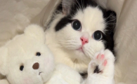 你知道吗？猫咪龋齿不处理会引发全身性问题？