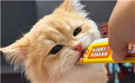猫咪只吃零食不吃主食该怎么纠正?