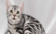 猫咪总爱咬自己前爪指尖,是指尖角质增生瘙痒症吗?