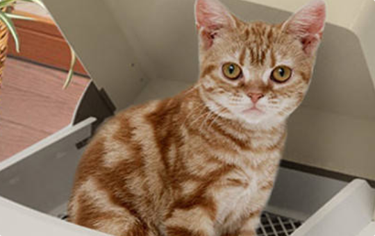 猫咪尿频尿少甚至尿血? 猫咪尿频尿少甚至尿血?