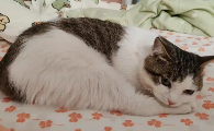 猫打完疫苗发烧怎么办