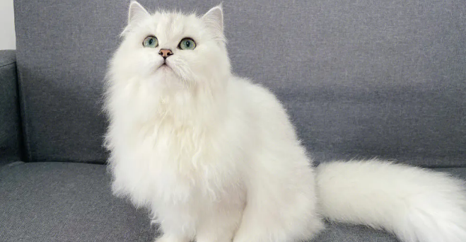 猫咪急性肠胃炎该禁食吗 猫咪急性肠胃炎该禁食吗