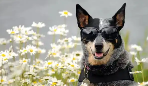 天生的护牛犬，澳大利亚牧牛犬，你了解吗
