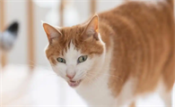 猫鼻支是什么病毒