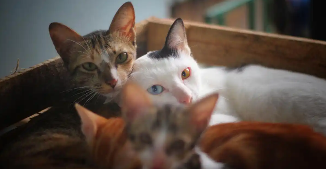 猫咪发热需要怎么处理 猫咪发热需要怎么处理