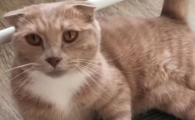 猫咪后腿突然无力是什么病?