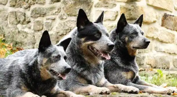 天生的护牛犬，澳大利亚牧牛犬，你了解吗