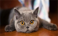 猫咪肾衰竭中后期该如何养护