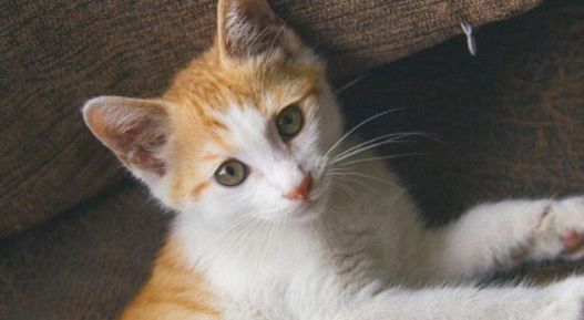 猫咪毛发局部失去蓬松感贴皮肤，是皮下微循环偏弱吗？