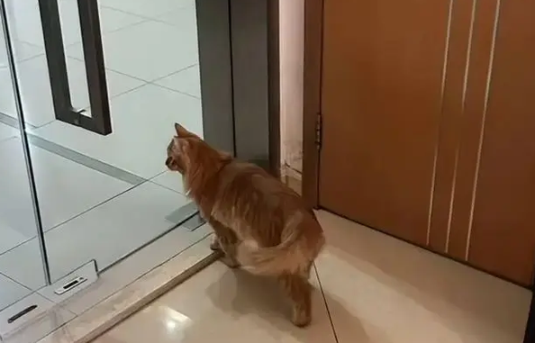 公司裁员没钱赔偿，老板大手一挥送橘猫，同事变铲屎官？