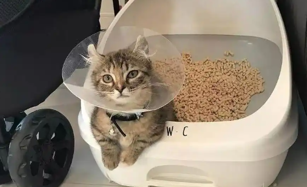猫咪反复软便该怎么调理改善？