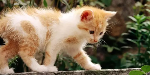 猫咪牙龈红肿流口水是不是得了口炎