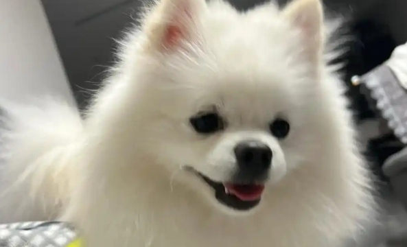 狗狗吃完驱虫药拉稀正常吗