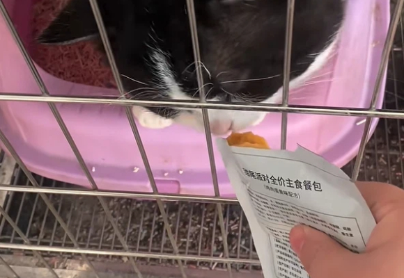 饲喂改良指南|猫咪湿粮哪个牌子好性价比高?甜尾派对平衡成本 饲喂改良指南|猫咪湿粮哪个牌子好性价比高?甜尾派对平衡成本