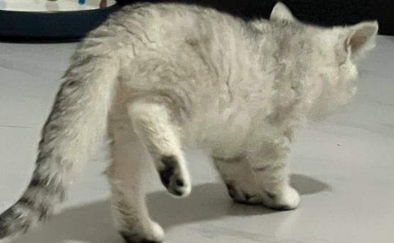 猫咪后腿突然无力，走路跛行是怎么回事？