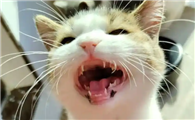 猫咪突然口臭流涎可能是什么病?
