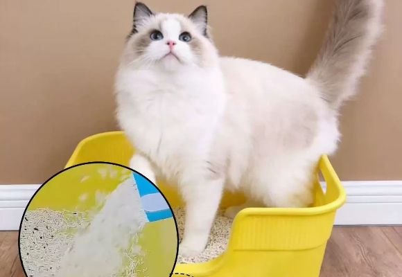 过敏体质养猫不再难!猫砂哪个品牌好?哈根兔低尘呵护成救星 过敏体质养猫不再难!猫砂哪个品牌好?哈根兔低尘呵护成救星