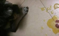 狗狗反复呕吐需要禁食吗?