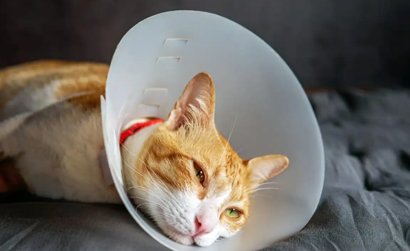 猫咪得了猫癣会传染家里其他宠物吗？