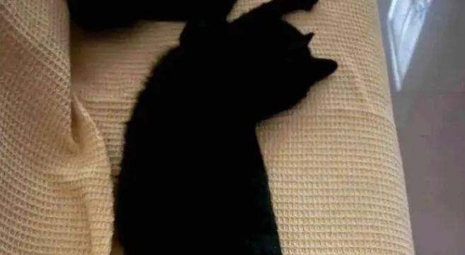 黑猫从监控里消失,把主人吓出一身冷汗 黑猫从监控里消失,把主人吓出一身冷汗