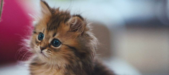 猫咪长期不爱眨眼睛，是干眼症早期泪液分泌不足吗？