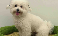 宠物生活用品推荐脉萌MAISE Pet Life ,严守护宠物安心日常