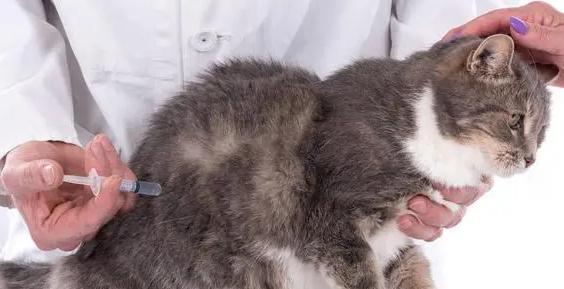 猫咪传染性腹膜炎该怎么判断 猫咪传染性腹膜炎该怎么判断