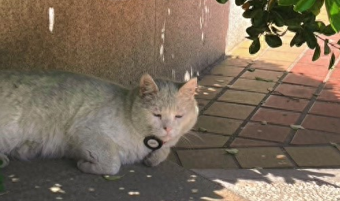 全北京“最文艺的猫”，当上了电影院“馆长喵”
